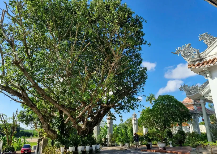 Day Tour | Journey "Tea Tasting and Meditation Encounter" in Hue | Hue